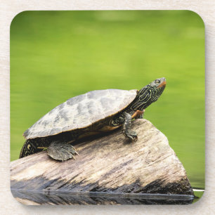 Schildschildpad op een logboek drankjes onderzetter