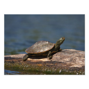 Schildschildpad op een logboek foto afdruk