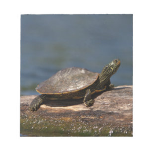 Schildschildpad op een logboek notitieblok