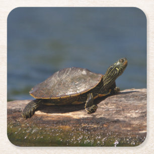 Schildschildpad op een logboek vierkante kartonnen onderzetter