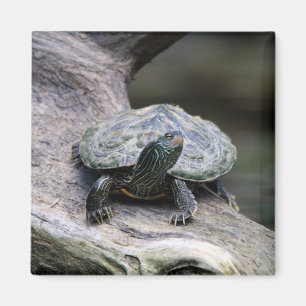 Schildschildpad op een tak magneet