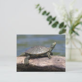Schildschildpad op een zonnige dag briefkaart (Staand voorkant)