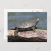 Schildschildpad op een zonnige dag briefkaart (Voorkant / Achterkant)