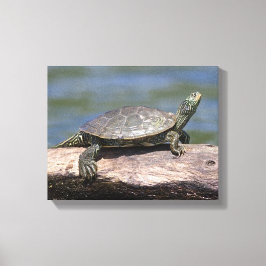 Schildschildpad op een zonnige dag canvas afdruk (Voorkant)