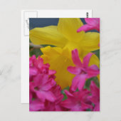 schimmelaar briefkaart (Voorkant / Achterkant)