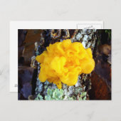 Schimmels Tremella mesenterica Briefkaart (Voorkant / Achterkant)