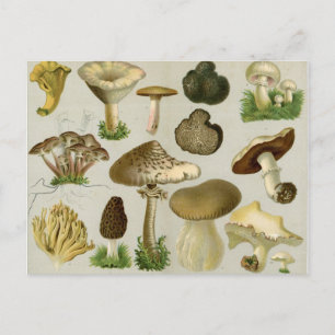 Schimmels voor eetbaar gebruik - paddenstoelen en briefkaart