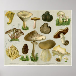 Schimmels voor eetbaar gebruik - paddenstoelen en  poster