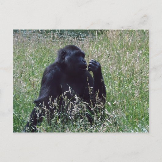 Schimpese Briefkaart (Voorkant)