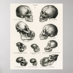 Schinz de Visser Human Monkey en Ape Skulls Poster