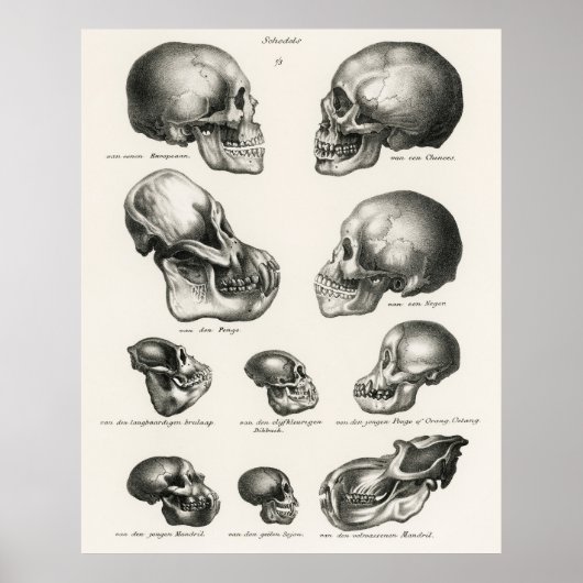 Schinz de Visser Human Monkey en Ape Skulls Poster (Voorkant)
