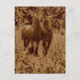 Schippaarden klaar voor ploegen briefkaart