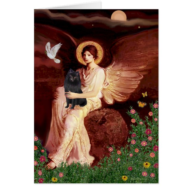 Schipperke 2 - Ange assis (Devant)