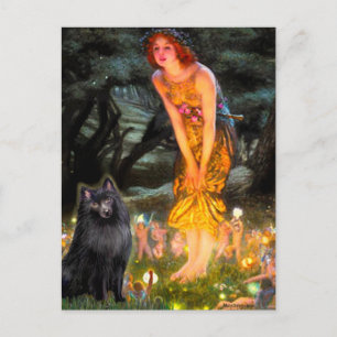 Schipperke 2 - MidEve Briefkaart