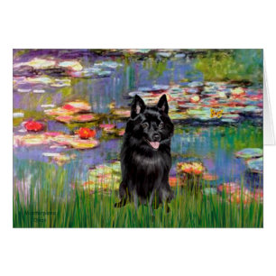 Schipperke 4 - Lilies 2