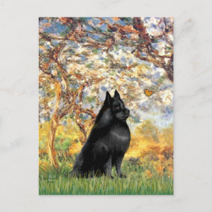Schipperke 6 - Lente Briefkaart