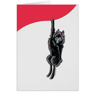 Schipperke collant