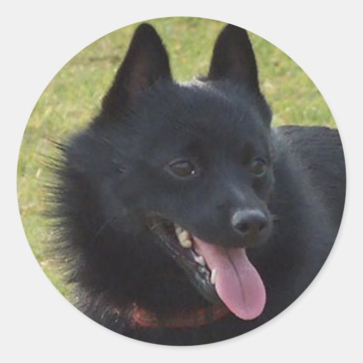 Schipperke Ronde Sticker (Voorkant)