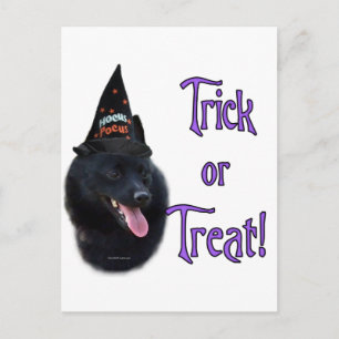 Schipperke Trick Briefkaart