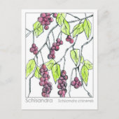 Schisandra Herb Materia Medica Kaarten Kruidenstud (Voorkant)