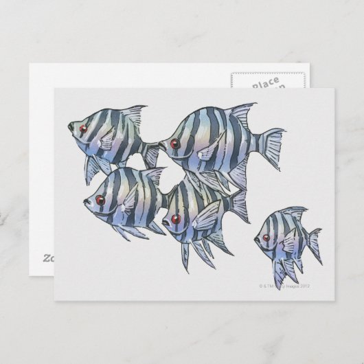 Schissortail Sergeant Briefkaart (Voorkant / Achterkant)