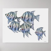 Schissortail Sergeant Poster (Voorkant)