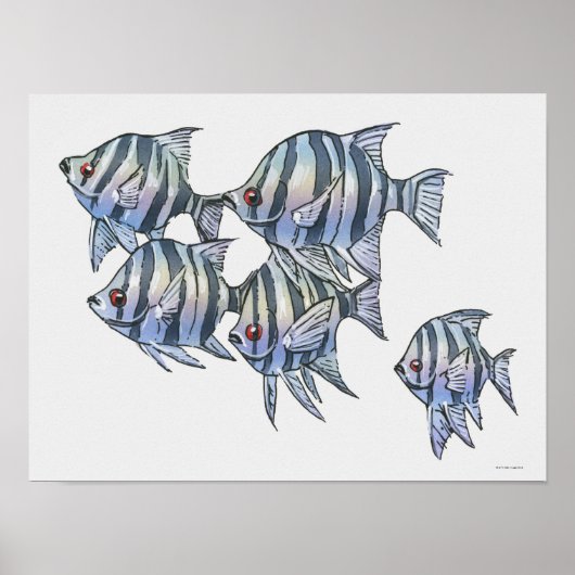 Schissortail Sergeant Poster (Voorkant)