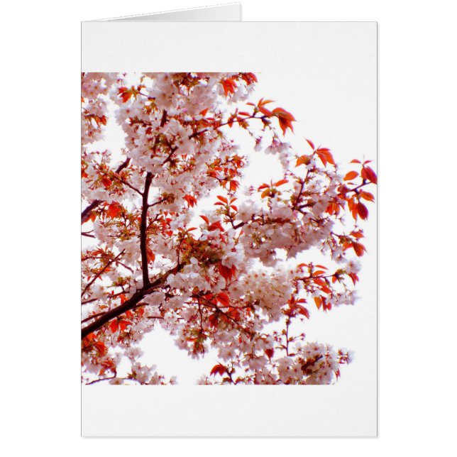 SCHITTEREND BOEKET VAN BLOEI (Voorkant)