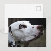 Schitterend bruin en wit Dalmatiaans Briefkaart (Voorkant / Achterkant)
