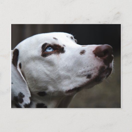 Schitterend bruin en wit Dalmatiaans Briefkaart (Voorkant)