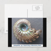 Schitterend gedopt ammonietfossiel briefkaart (Voorkant / Achterkant)