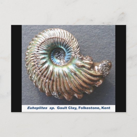 Schitterend gedopt ammonietfossiel briefkaart (Voorkant)