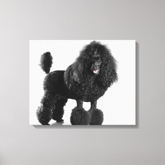 Schitterend, getrimd, zwart, compleet poebellichaa canvas afdruk (Voorkant)