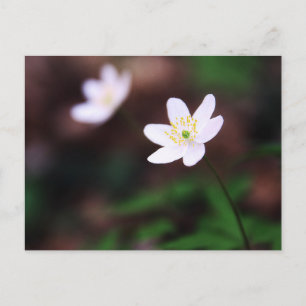 Schitterend hout Anemone Vloer Briefkaart