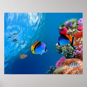 Schitterend koraal onderwater poster/wandkunst poster