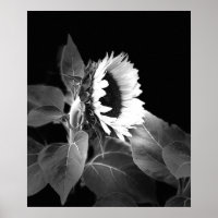 Schitterend Poster zonnebloem in zwart-wit