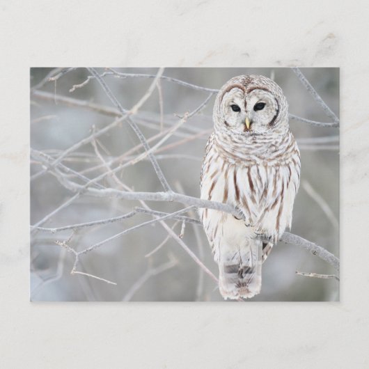 Schitterend wit ontwerp voor de sneeuwknol briefkaart (Voorkant)