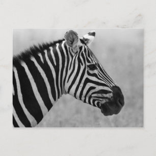 Schitterend zwart-wit zebra ontwerp briefkaart