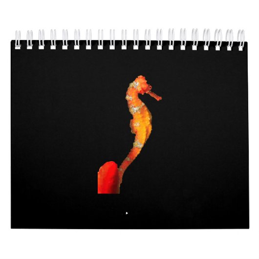 Schitterend zwempaard op voorzijde kalender (Hoes)