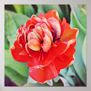 Schitterende dubbelzijdige fotografische printplaa poster