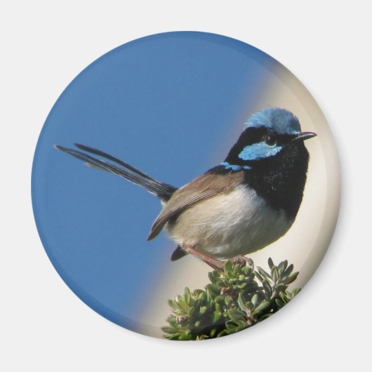 Schitterende Fairy Wren Magneet (Voorkant)