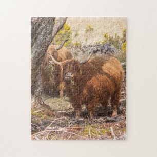 Schitterende hooglandkoeien legpuzzel