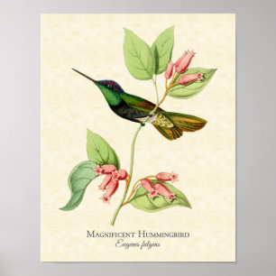 Schitterende Hummingbird Art Print