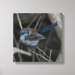Schitterende sprookjesachtige vogel Australië Canvas Afdruk