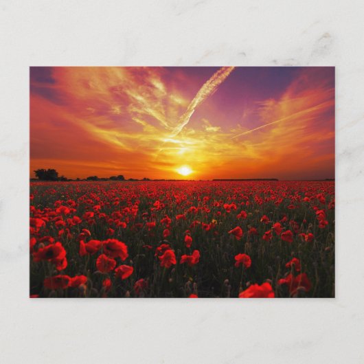 Schitterende zonsondergang op papaver briefkaart (Voorkant)