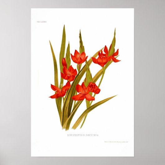 Schizostylis coccinea (Kaffir lily) Poster (Voorkant)