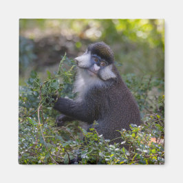 Schmidt's spotneus aap magneet