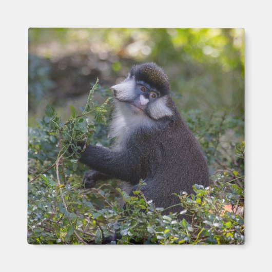 Schmidt's spotneus aap magneet (Voorkant)