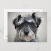 Schnauzer Dog Briefkaart (Voorkant / Achterkant)