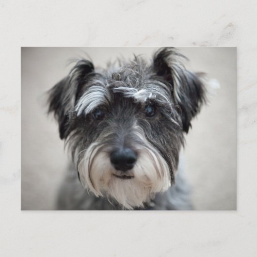 Schnauzer Dog Briefkaart (Voorkant)